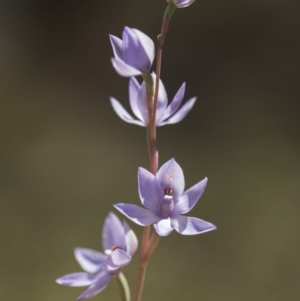 Thelymitra sp. (nuda complex) at Cotter River, ACT - suppressed