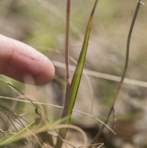 Thelymitra sp. (nuda complex) at Cotter River, ACT - suppressed