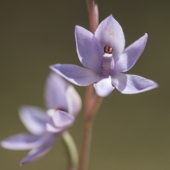 Thelymitra sp. (nuda complex) at Cotter River, ACT - suppressed