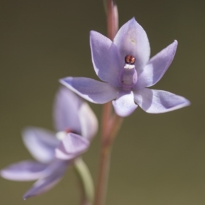 Thelymitra sp. (nuda complex) at Cotter River, ACT - suppressed