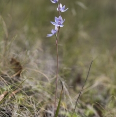 Thelymitra sp. (nuda complex) at Cotter River, ACT - suppressed