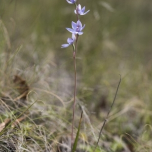 Thelymitra sp. (nuda complex) at Cotter River, ACT - suppressed