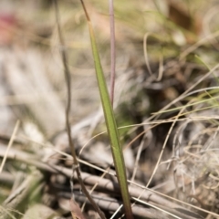 Thelymitra sp. (nuda complex) at Cotter River, ACT - suppressed