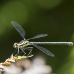 Austroargiolestes icteromelas (Common Flatwing) at Acton, ACT - 2 Dec 2018 by Alison Milton