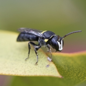 Hylaeus (Hylaeorhiza) nubilosus at Michelago, NSW - 10 Nov 2018 10:36 AM