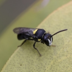 Hylaeus (Hylaeorhiza) nubilosus at Michelago, NSW - 10 Nov 2018 10:36 AM