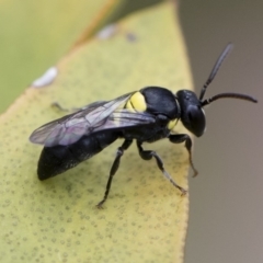 Hylaeus (Hylaeorhiza) nubilosus at Michelago, NSW - 10 Nov 2018