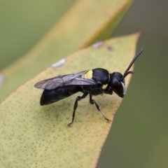 Hylaeus (Hylaeorhiza) nubilosus at Michelago, NSW - 10 Nov 2018 10:36 AM