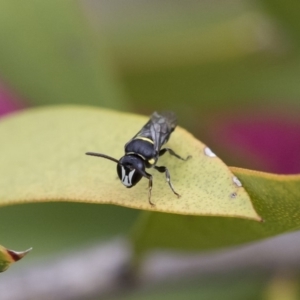 Hylaeus (Hylaeorhiza) nubilosus at Michelago, NSW - 10 Nov 2018 10:36 AM