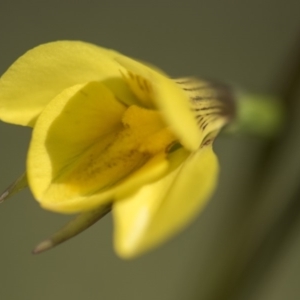 Diuris monticola at Paddys River, ACT - suppressed