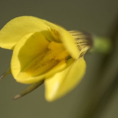 Diuris monticola (Highland Golden Moths) at Paddys River, ACT - 2 Dec 2018 by GlenRyan