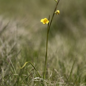 Diuris monticola at Paddys River, ACT - suppressed