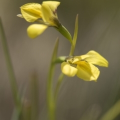 Diuris monticola at Paddys River, ACT - suppressed