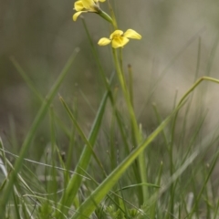 Diuris monticola at Paddys River, ACT - suppressed