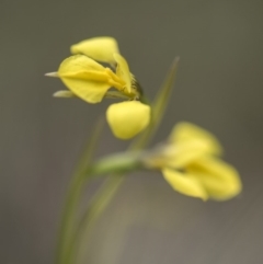 Diuris monticola at Paddys River, ACT - suppressed