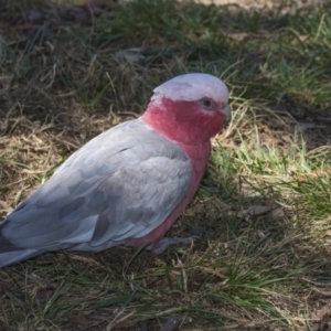 Eolophus roseicapilla at Acton, ACT - 1 Dec 2018