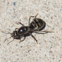 Iridomyrmex sp. (genus) (Ant) at Acton, ACT - 30 Nov 2018 by Alison Milton