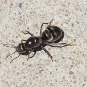 Iridomyrmex purpureus at Acton, ACT - 1 Dec 2018