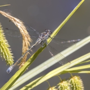 Austroargiolestes icteromelas at Acton, ACT - 1 Dec 2018