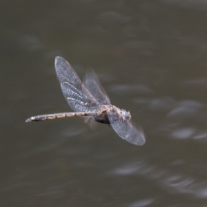 Hemicordulia tau at Acton, ACT - 30 Nov 2018 11:21 AM