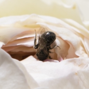 Lasioglossum (Chilalictus) sp. (genus & subgenus) at Michelago, NSW - 11 Nov 2018