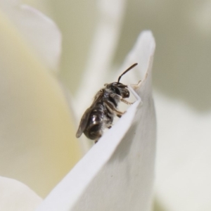 Lasioglossum (Chilalictus) sp. (genus & subgenus) at Michelago, NSW - 11 Nov 2018