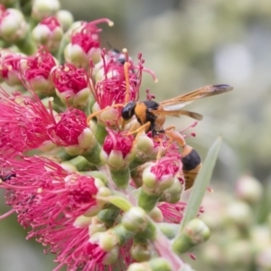 Delta bicinctum at Michelago, NSW - 18 Nov 2018