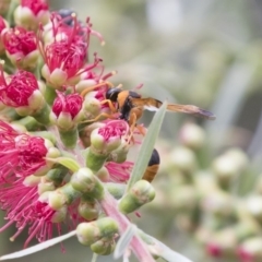 Delta bicinctum at Michelago, NSW - 18 Nov 2018 12:28 PM