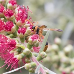 Delta bicinctum at Michelago, NSW - 18 Nov 2018