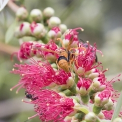 Delta bicinctum at Michelago, NSW - 18 Nov 2018