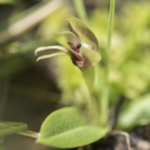 Chiloglottis sp. at Paddys River, ACT - 2 Dec 2018