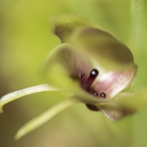 Chiloglottis sp. at Paddys River, ACT - 2 Dec 2018