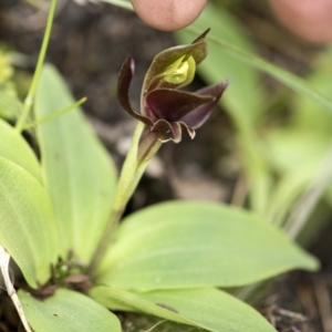 Chiloglottis sp. at Paddys River, ACT - 2 Dec 2018