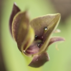 Chiloglottis sp. at Paddys River, ACT - 2 Dec 2018