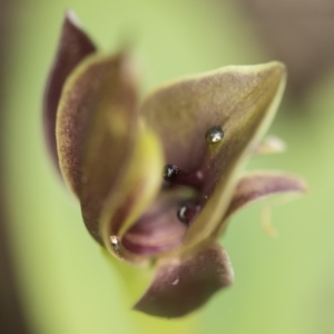 Chiloglottis sp. at Paddys River, ACT - 2 Dec 2018