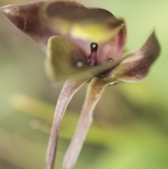 Chiloglottis sp. at Paddys River, ACT - 2 Dec 2018