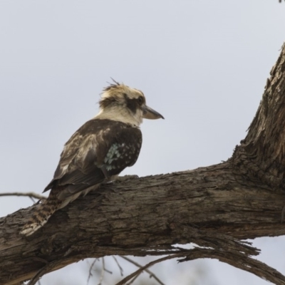 Dacelo novaeguineae (Laughing Kookaburra) at Amaroo, ACT - 27 Nov 2018 by Alison Milton