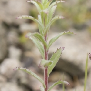 Epilobium sp. at Michelago, NSW - 3 Dec 2018 12:20 PM