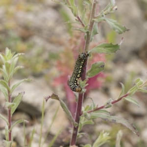 Epilobium sp. at Michelago, NSW - 3 Dec 2018 12:20 PM