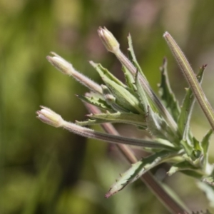 Epilobium sp. at Michelago, NSW - 3 Dec 2018 12:20 PM