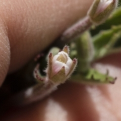 Epilobium sp. at Michelago, NSW - 3 Dec 2018 12:20 PM