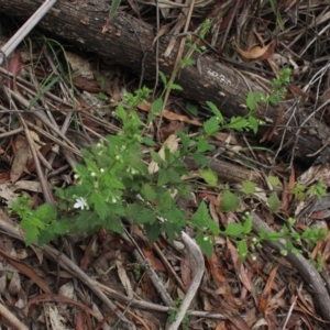 Teucrium corymbosum at Forbes Creek, NSW - 2 Dec 2018 11:22 AM