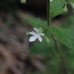 Teucrium corymbosum at Forbes Creek, NSW - 2 Dec 2018 11:22 AM