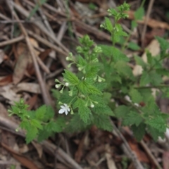 Teucrium corymbosum at Forbes Creek, NSW - 2 Dec 2018 11:22 AM