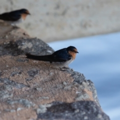 Hirundo neoxena (Welcome Swallow) at Parkes, ACT - 1 Dec 2018 by Rich Forshaw