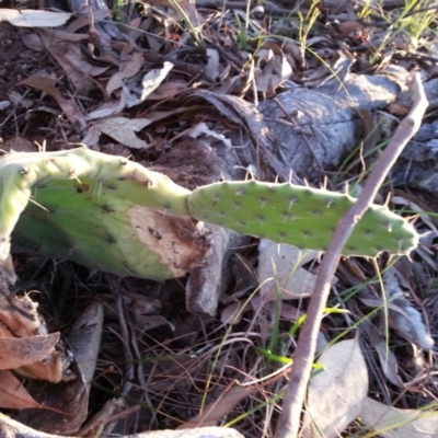 Opuntia stricta (Common Prickly Pear) at Mount Majura - 2 Dec 2018 by waltraud