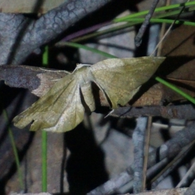 Unidentified Other moth at Benandarah, NSW - 25 Nov 2018 by nickhopkins