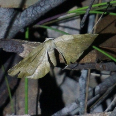 Parepisparis excusata at Benandarah State Forest - 25 Nov 2018 by nickhopkins