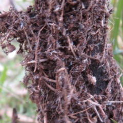 Papyrius nitidus (Shining Coconut Ant) at Garran, ACT - 1 Dec 2018 by RobParnell