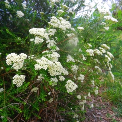 Cassinia aculeata (Common Cassinia) at Kangaroo Valley, NSW - 13 Nov 2018 by GregThompson